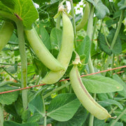 Magnolia Blossom Snap Pea