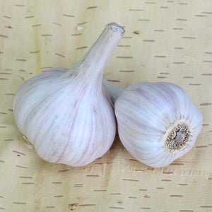 Persian Star, Organic Seed Garlic