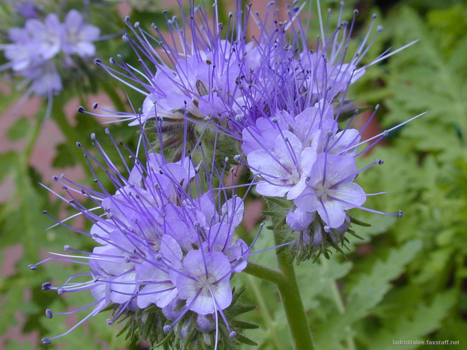 Phacelia - Best-Find