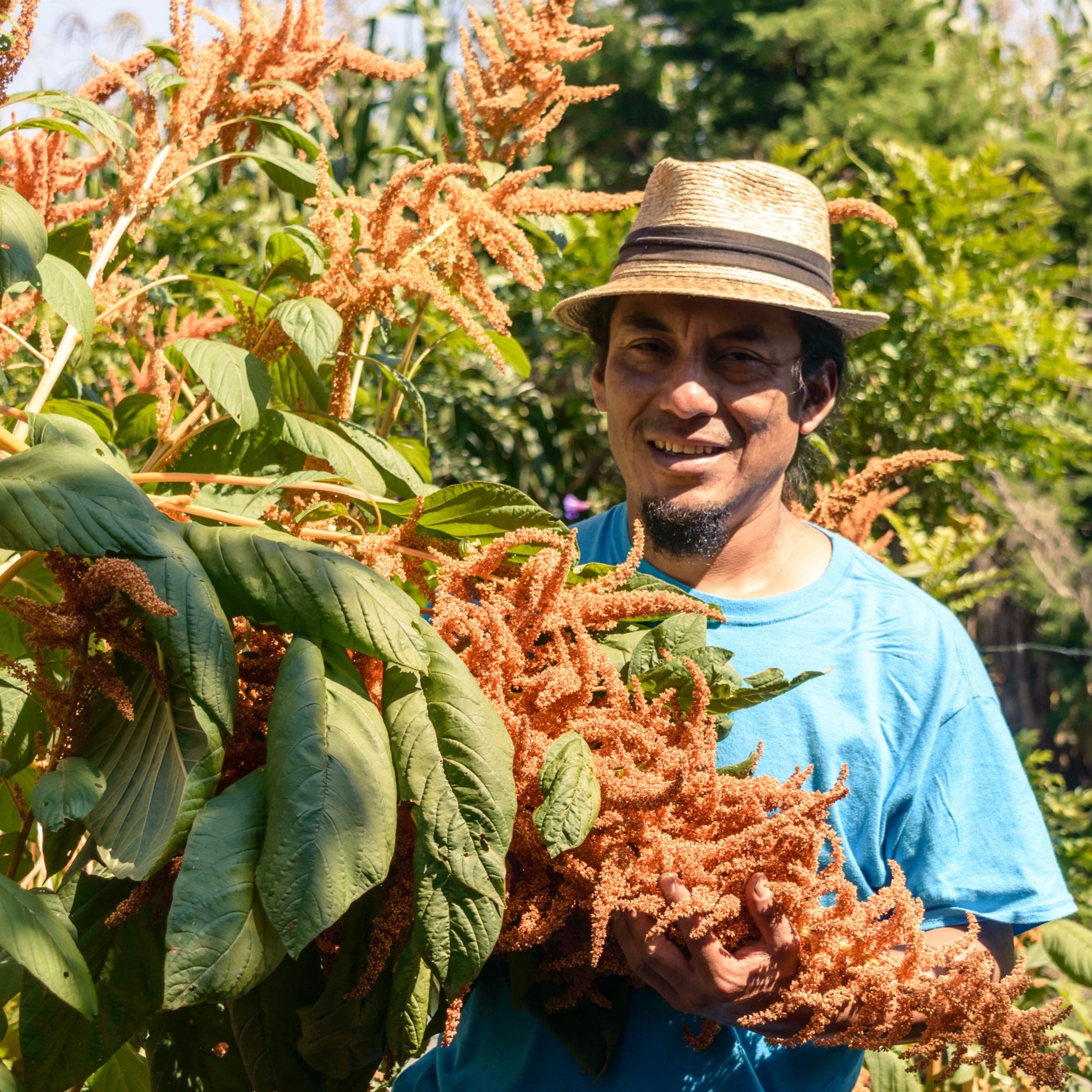 Amaranth - Guatemalan Gold