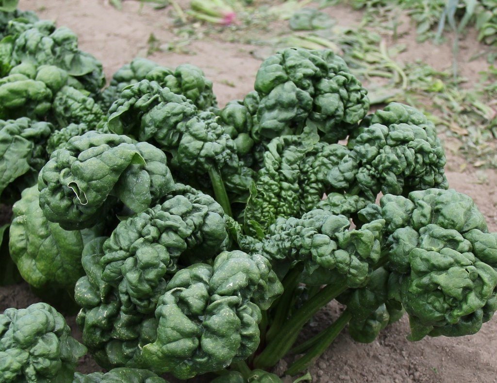 Abundant Bloomsdale Spinach