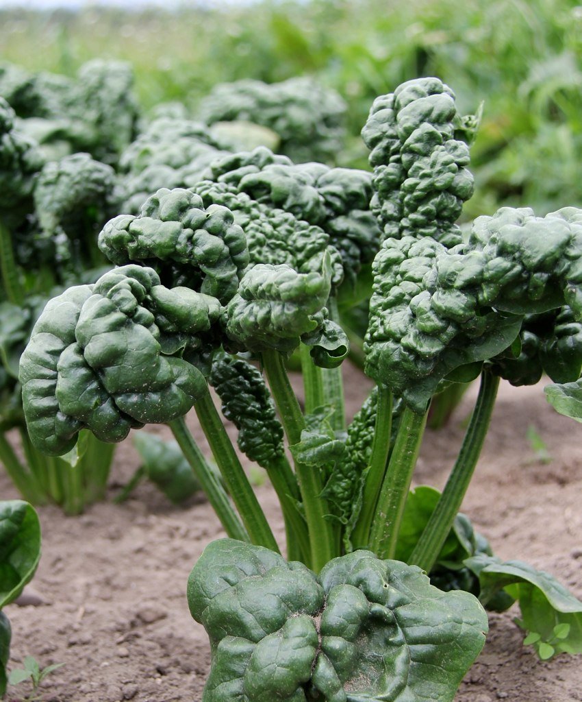 Abundant Bloomsdale Spinach