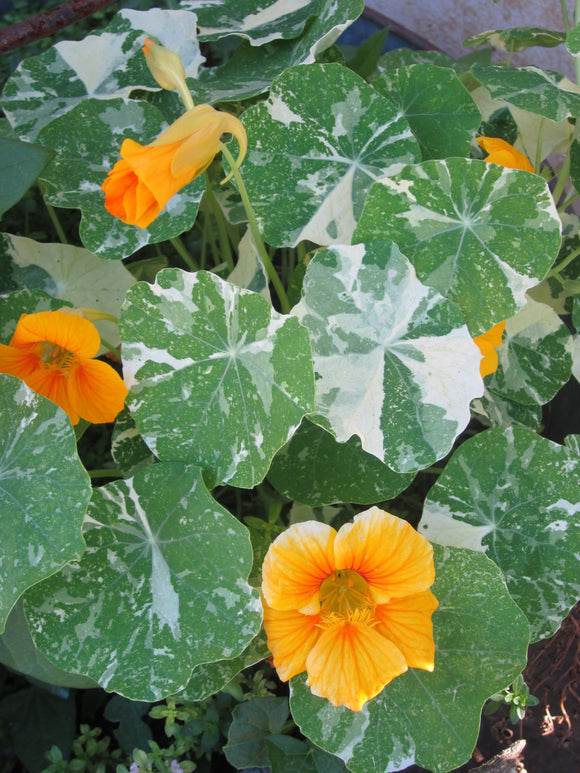 Nasturtium - Alaska Mix