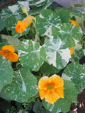 Nasturtium - Alaska Mix