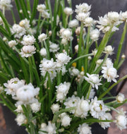 Ammobium - Winged Everlasting