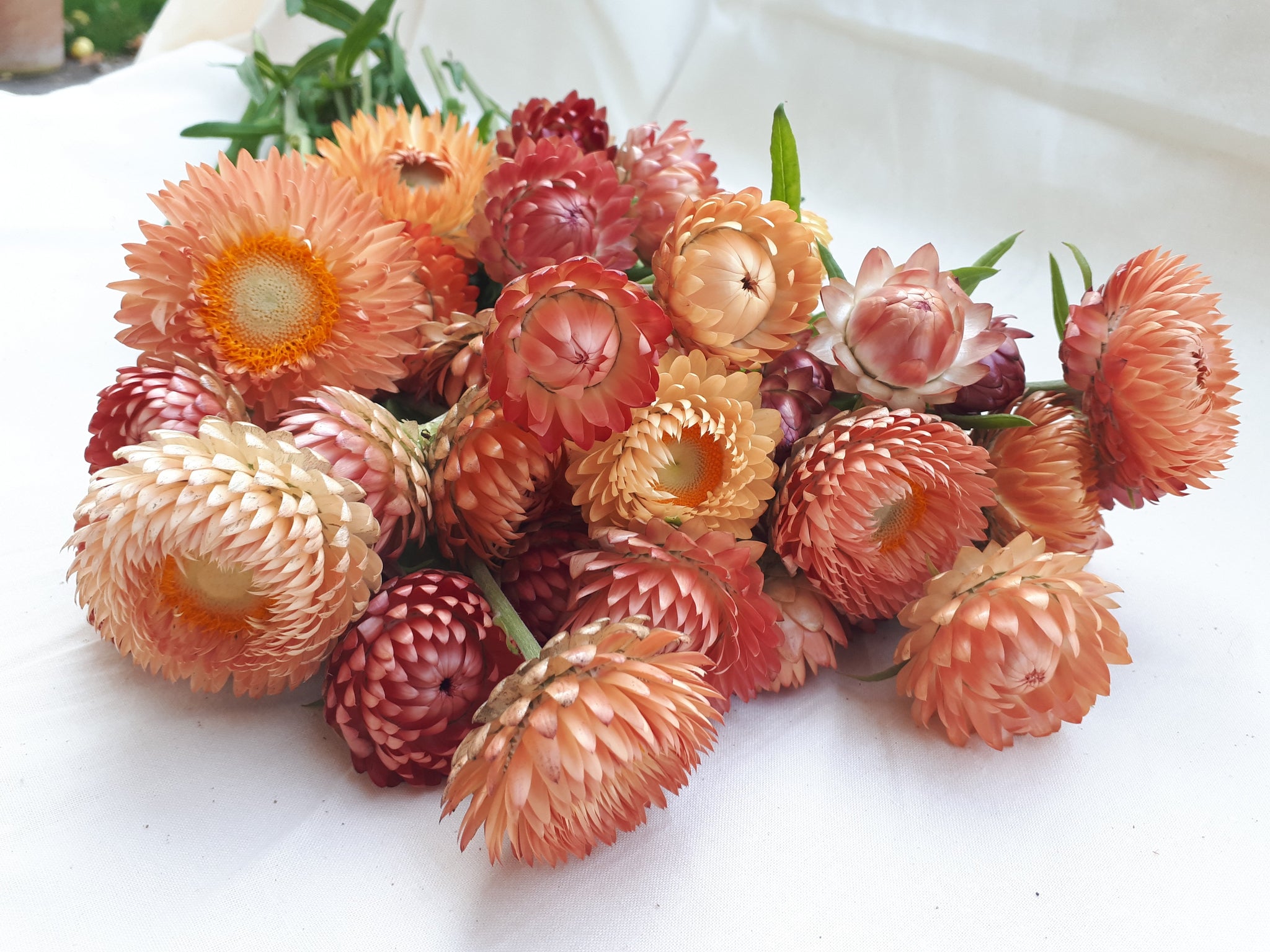 Strawflower Apricot Mix – Floret Flower Farm