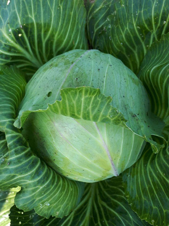 April Green Cabbage