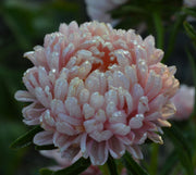 Aster - Tower Chamois