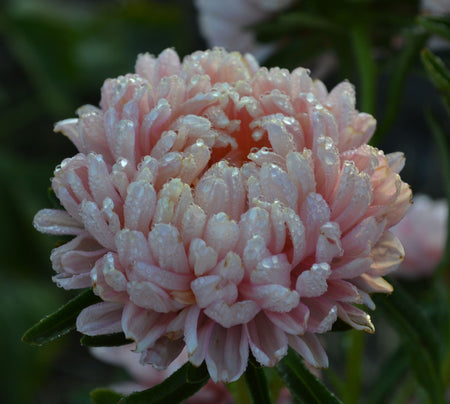 Aster - Tower Chamois