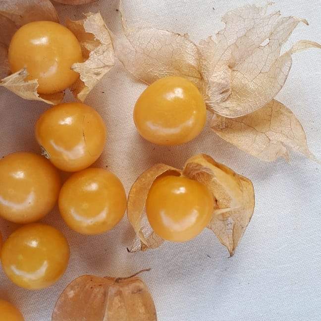 Aunt Molly's Ground Cherry