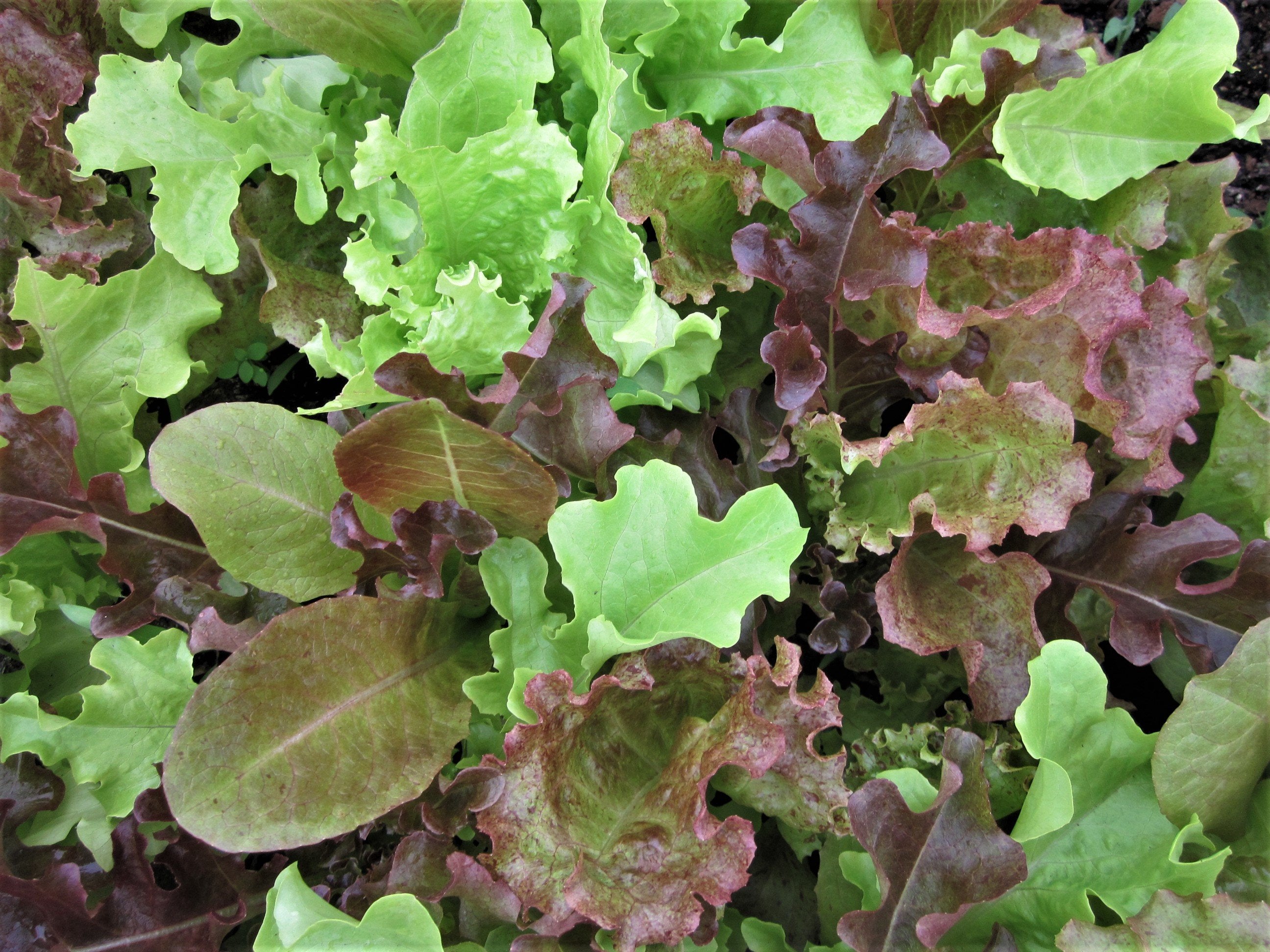 Baby Lettuce Mix