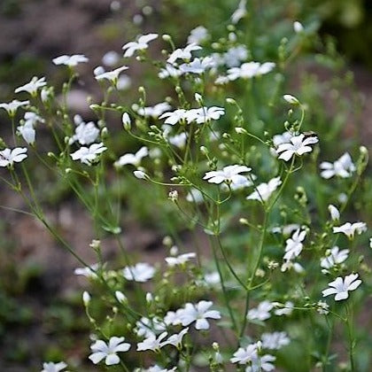 Baby's Breath - Covent Garden Market