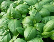 Genovese Basil