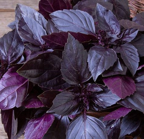 A cluster of deep purple basil leaves.