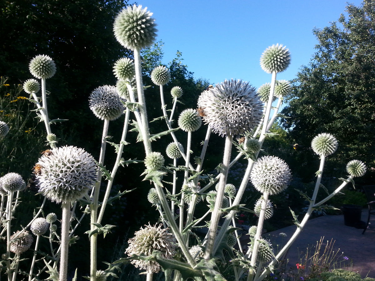 Globe Thistle 'Arctic Glow' – Hawthorn Farm