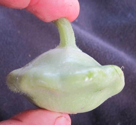 Benning's Green Tint Pattypan Squash