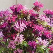 Bergamot - Panorama Mix