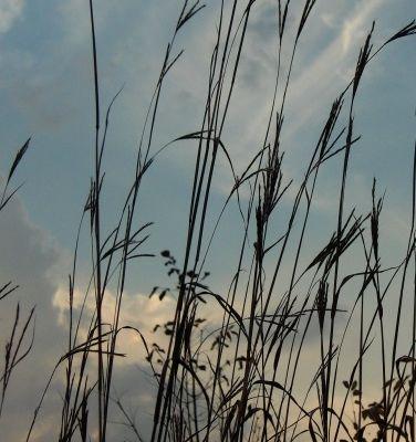 Big Bluestem