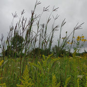 Big Bluestem