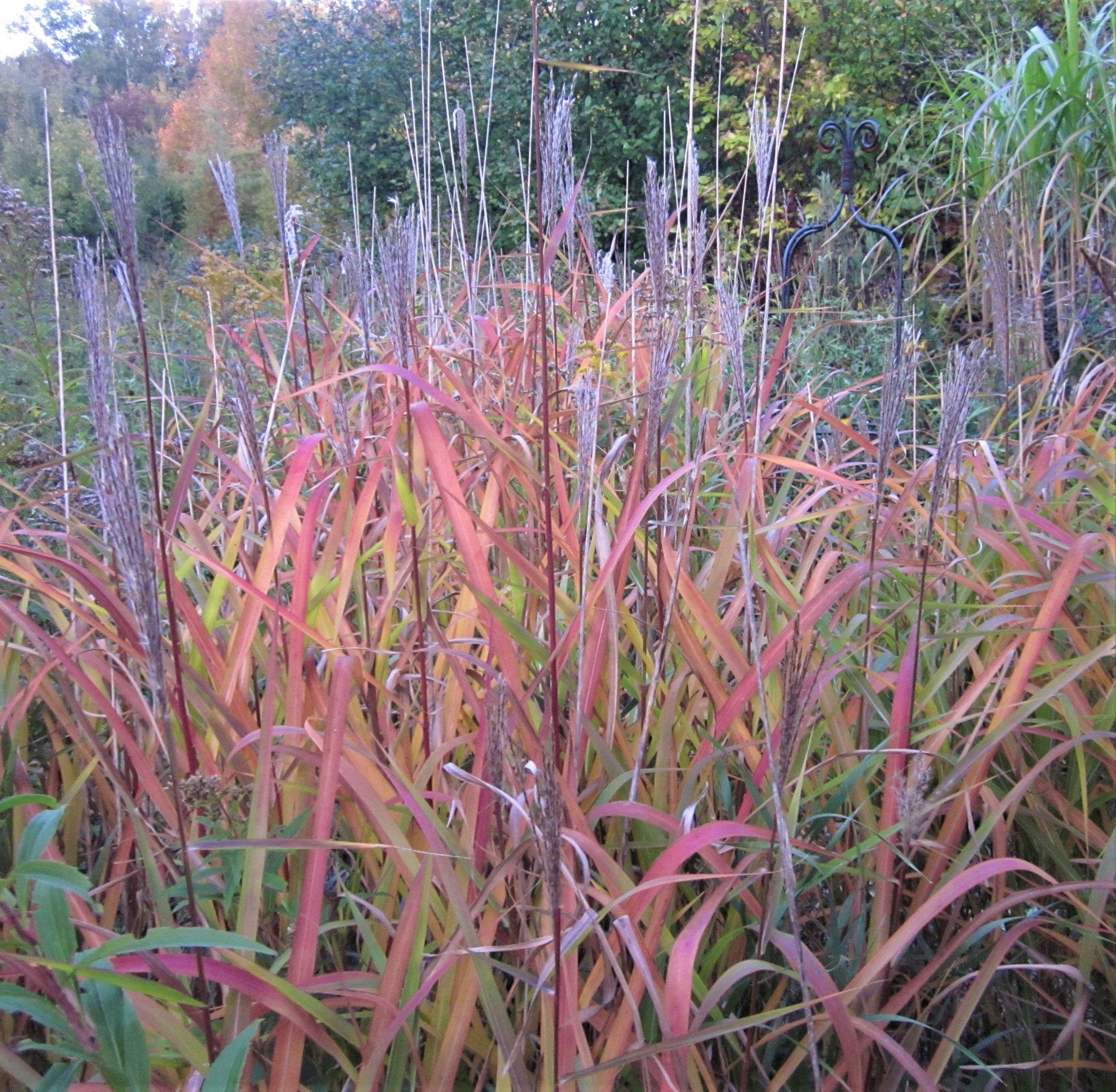 Big Bluestem