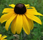 Black-Eyed Susan