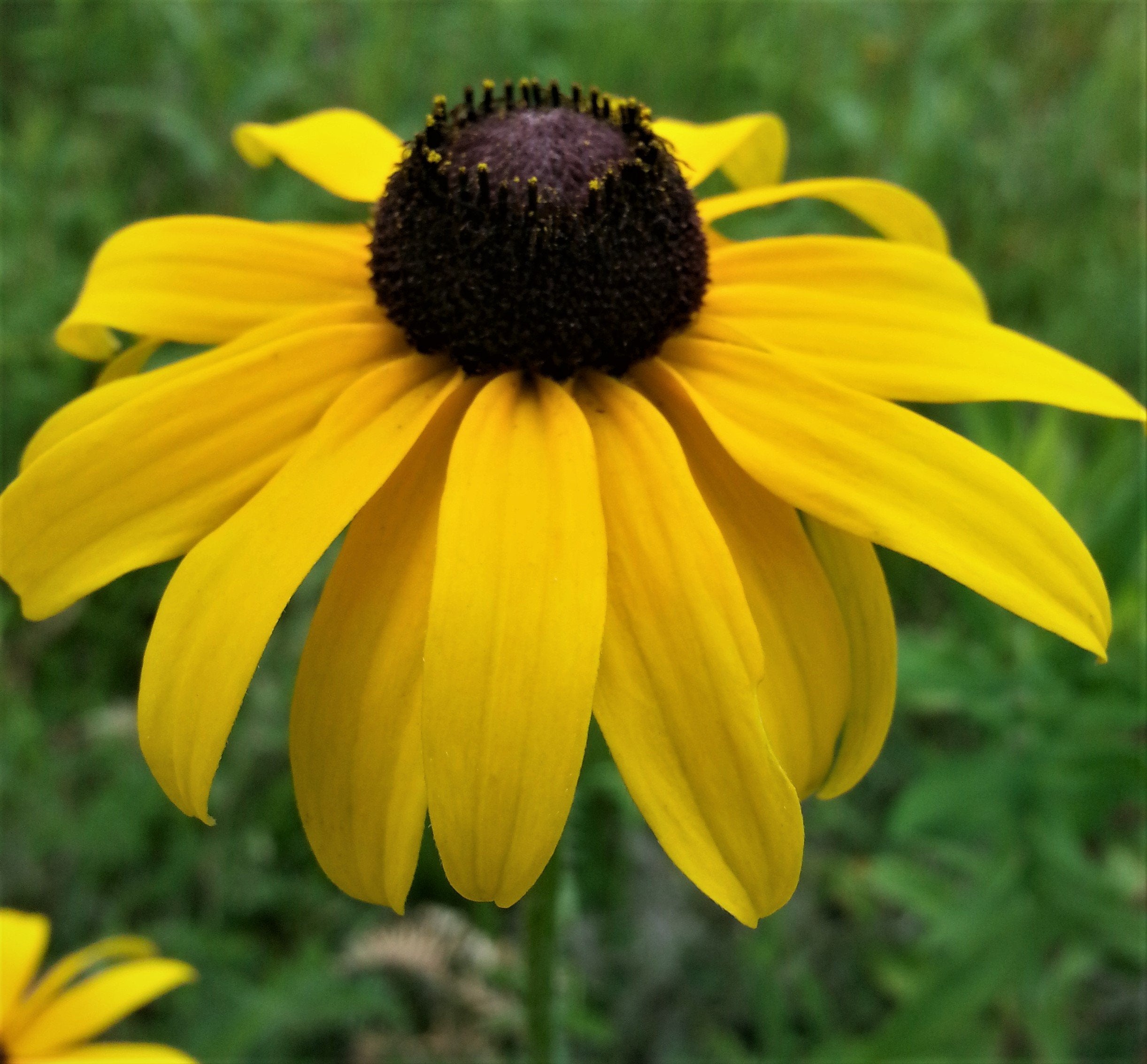 Black-Eyed Susan