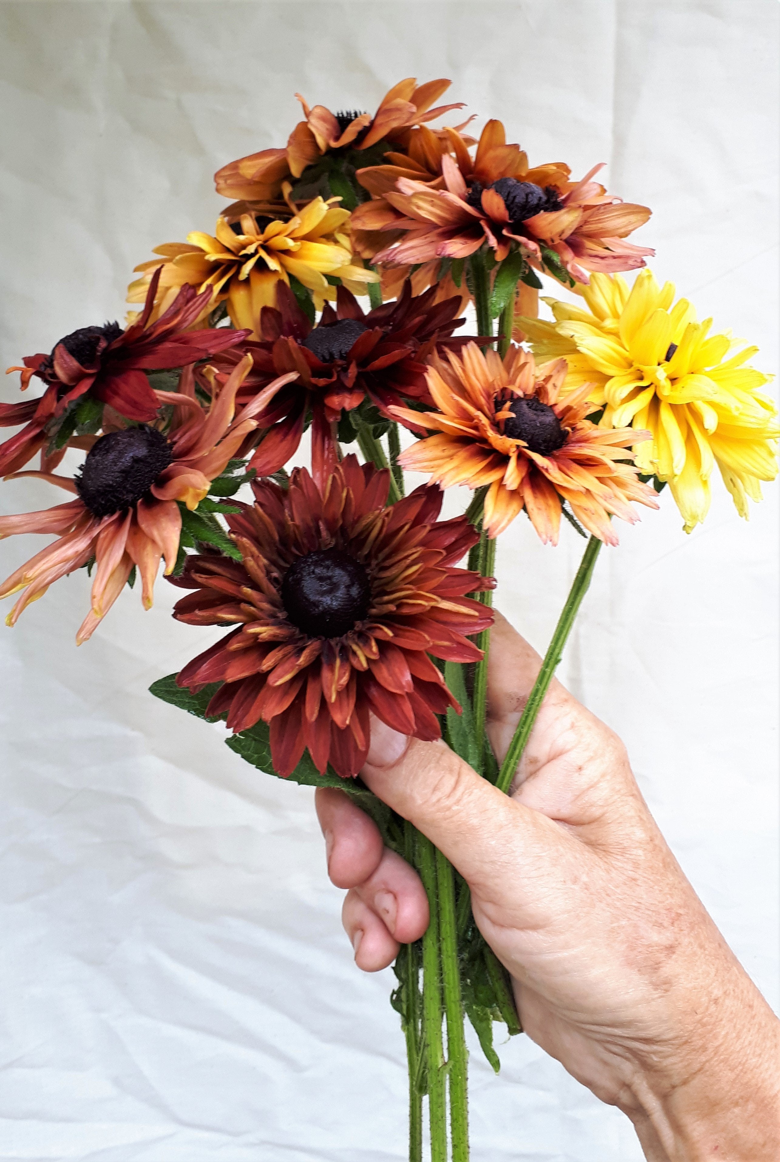 Black-Eyed Susan - Sahara