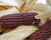 Bloody Butcher Dent Corn