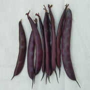 Blooming Prairie Filet Bean