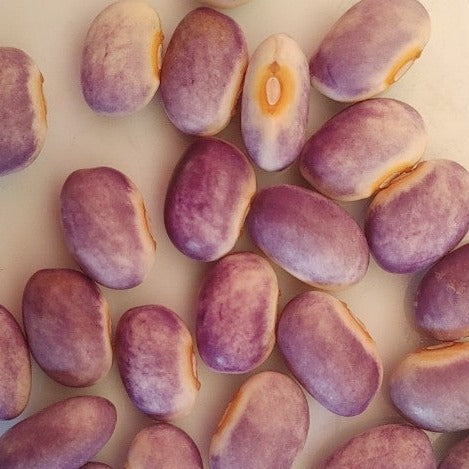 Blooming Prairie Filet Bean