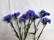 Cornflower - Blue Boy
