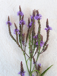 Verbena - Blue Vervain