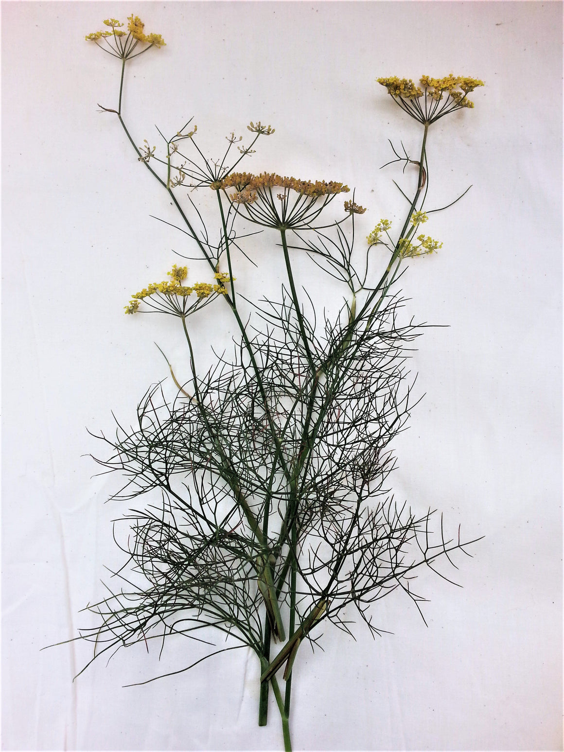 Bronze Leaf Fennel Hawthorn Farm