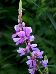 Canada (Showy) Tick-Trefoil