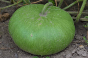 Canteen Gourd