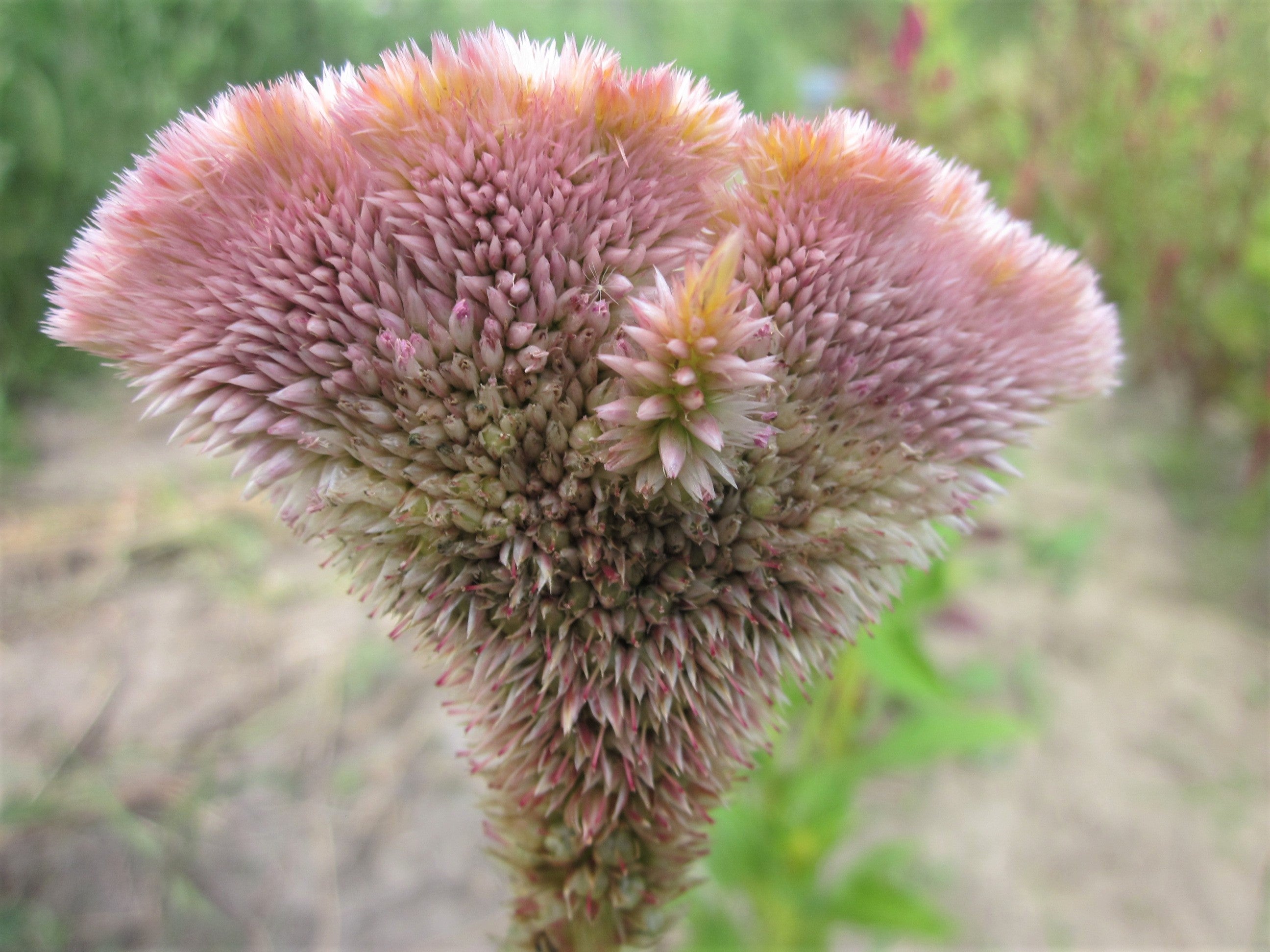 Celosia - Pink Champagne