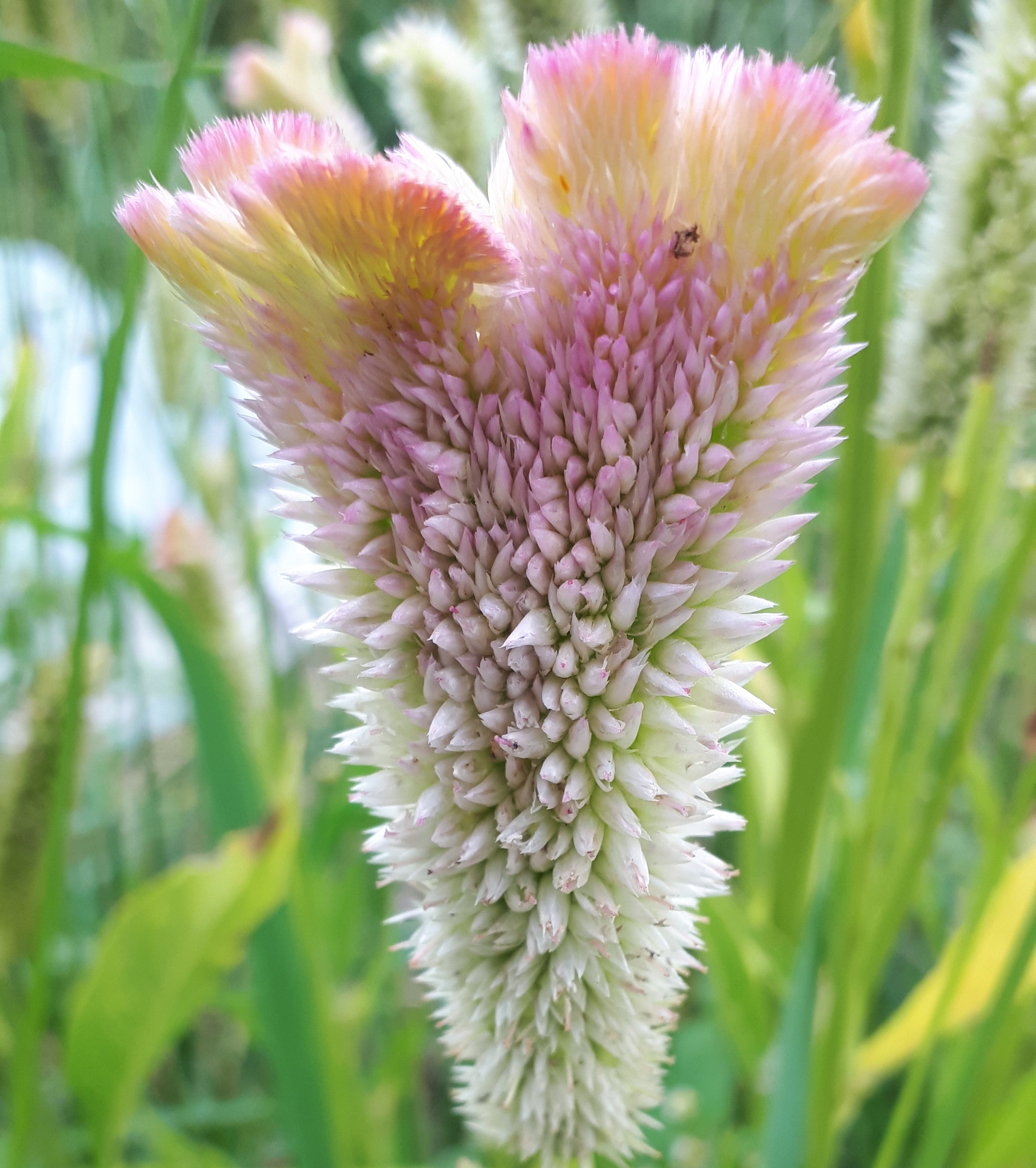 Celosia - Pink Champagne