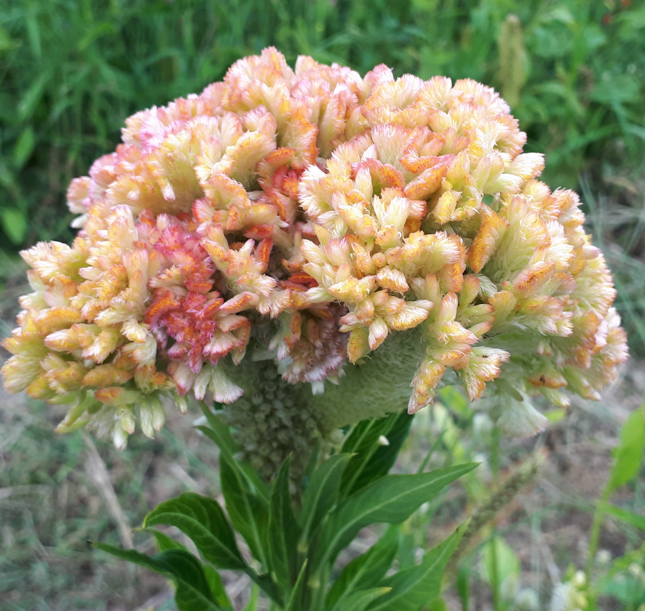 Celosia - Pink Champagne