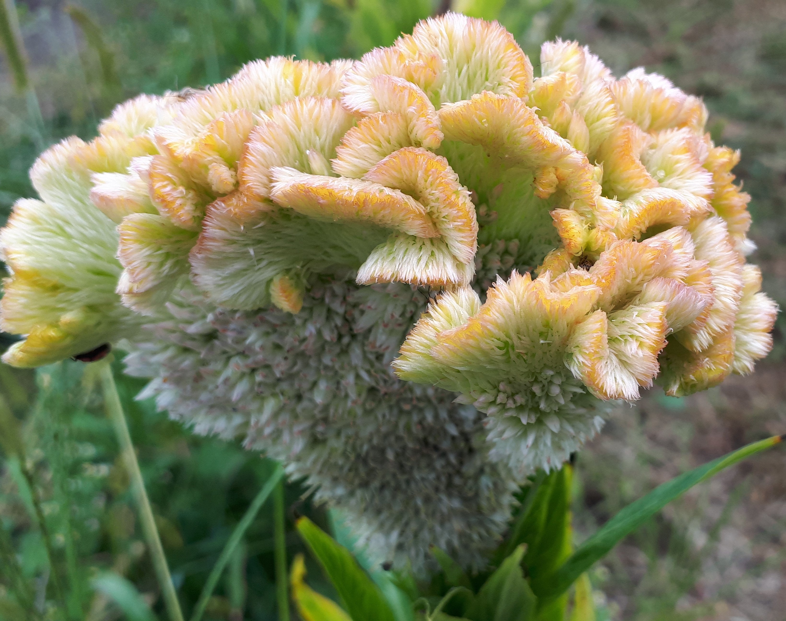 Celosia - Pink Champagne