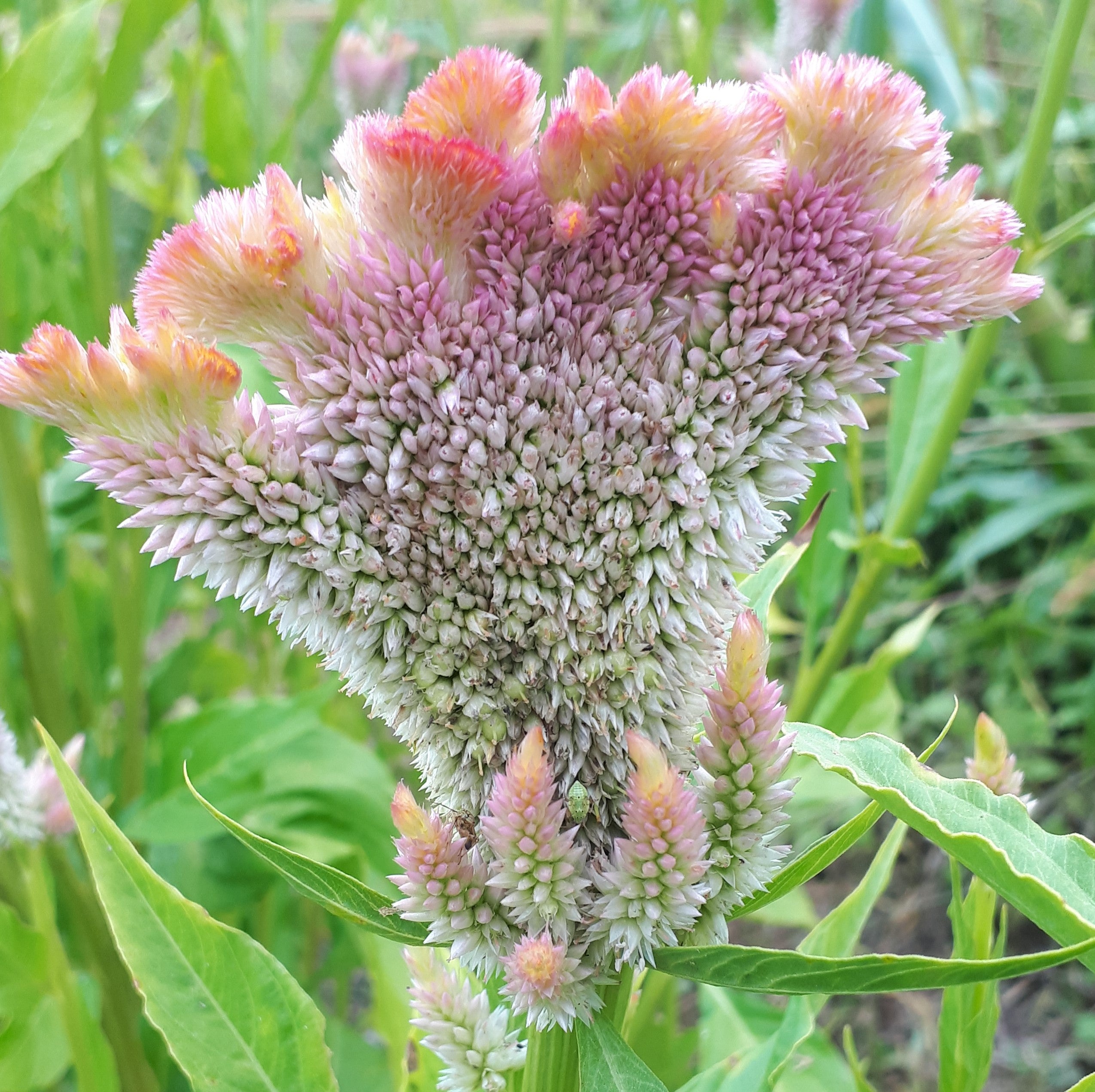 Celosia – Hawthorn Farm