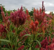 Celosia - Texas Plume Summer Sherbet