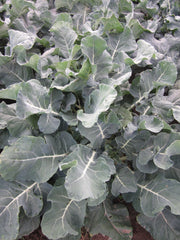 Champion Collards