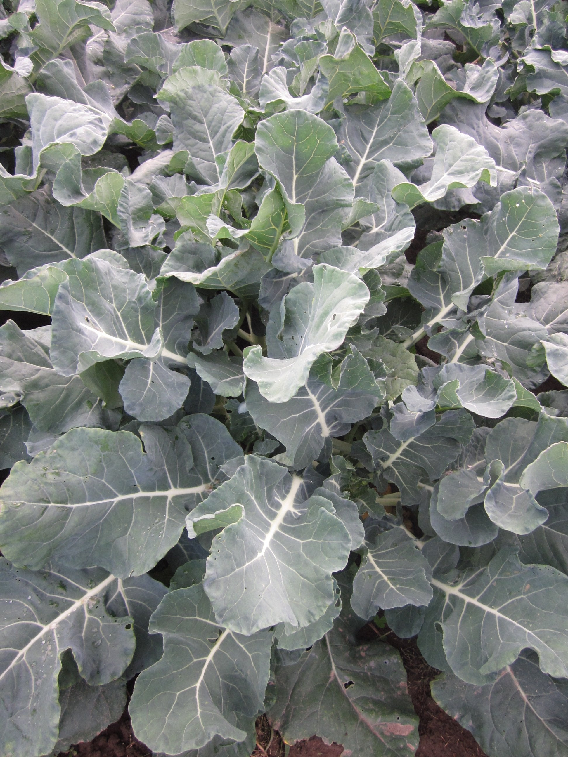 Champion Collards