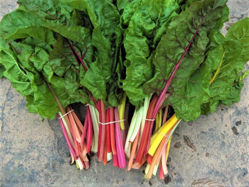 Rainbow Chard
