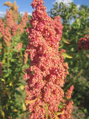 Cherry Vanilla Quinoa