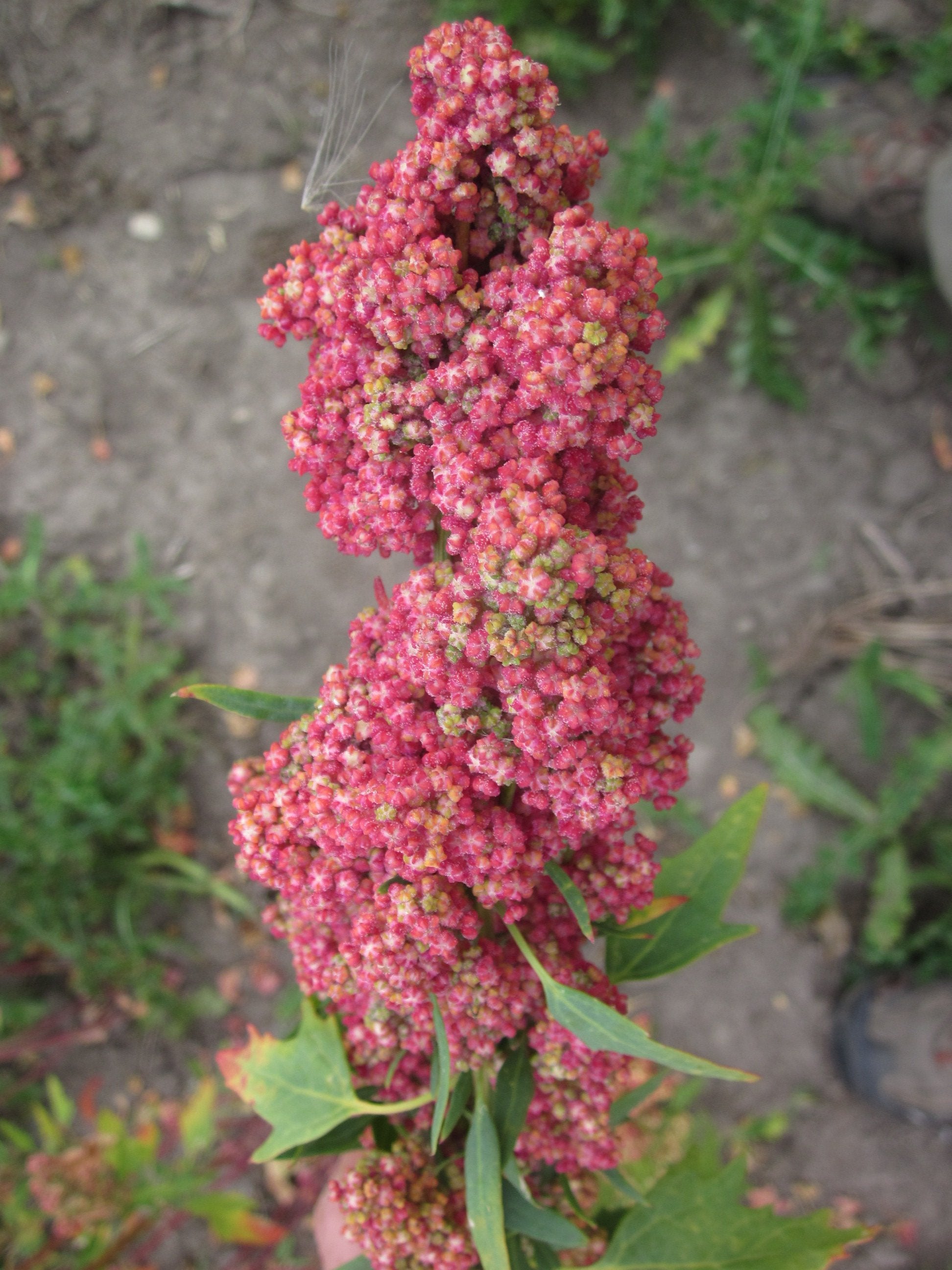 Cherry Vanilla Quinoa
