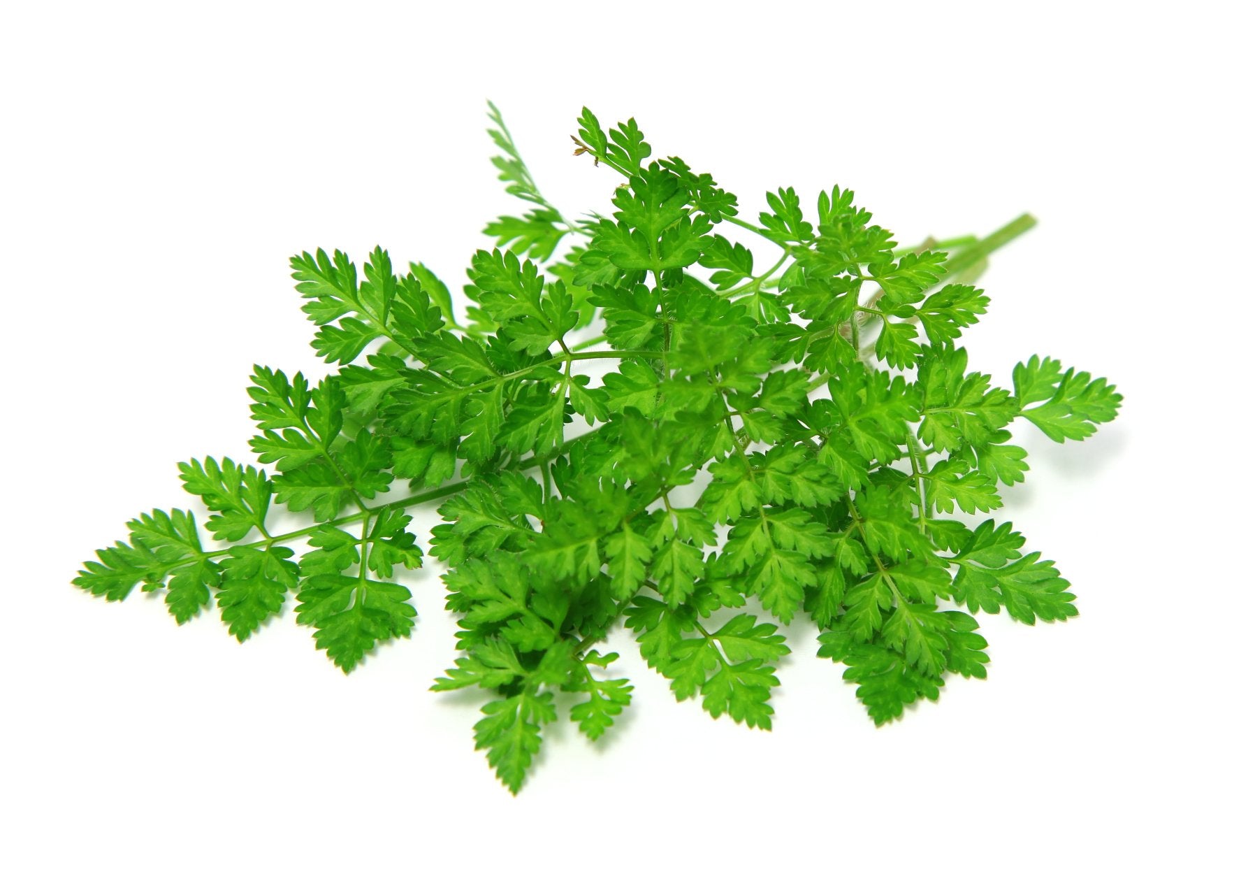 Chervil