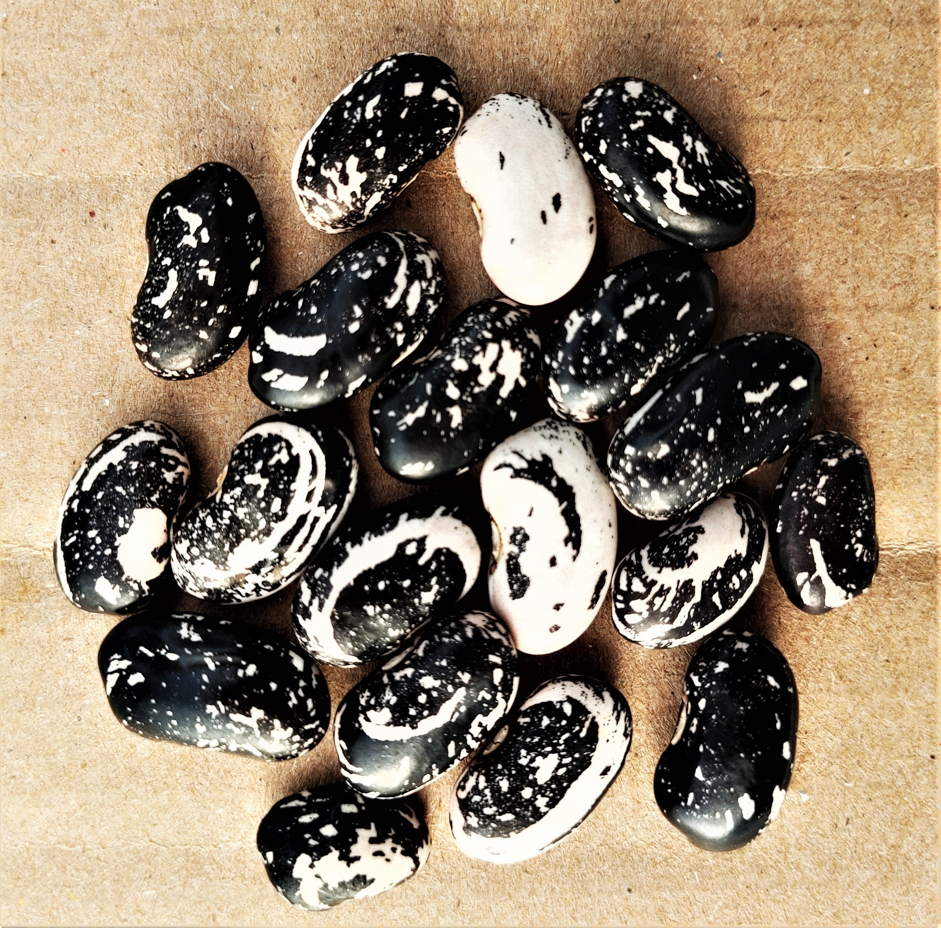 Chester Skunk Pole Bean