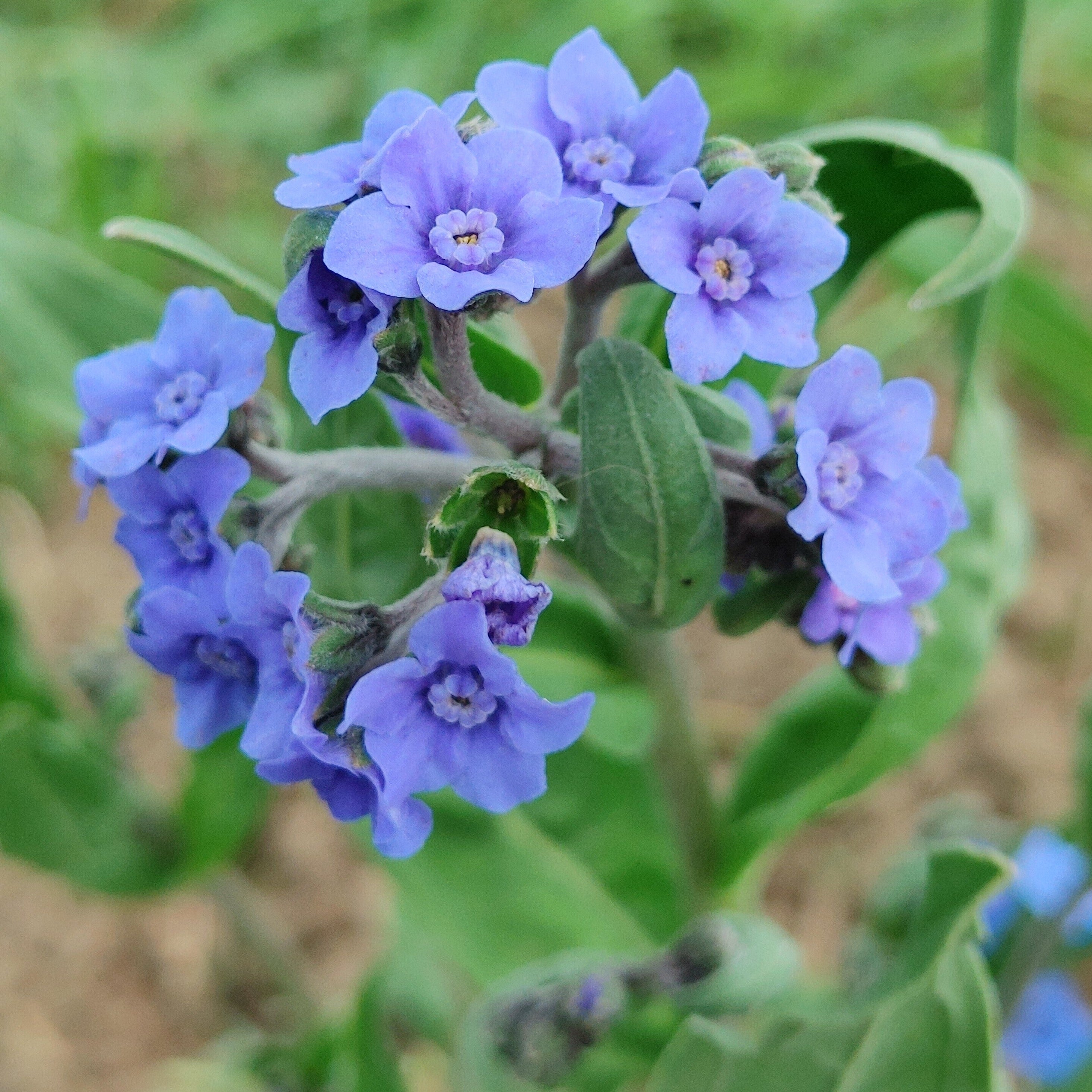 Chinese Forget-Me-Not