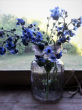 Chinese Forget-Me-Not